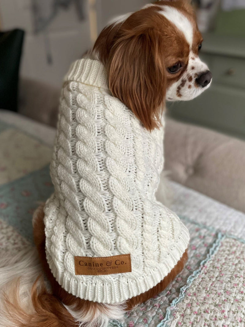 dog wearing cream jumper