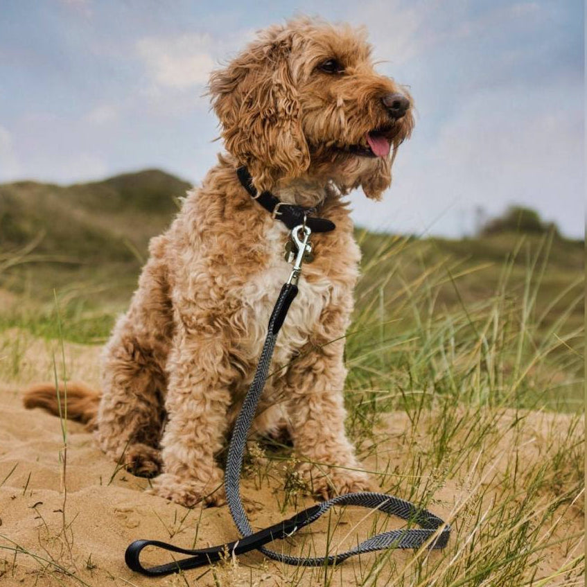 Dog on a leash sitting in a grassy field with a blue sky.