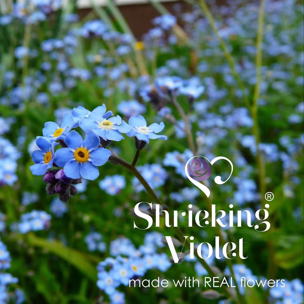 Blue flowers with 'Shrieking Violet' branding in a garden setting