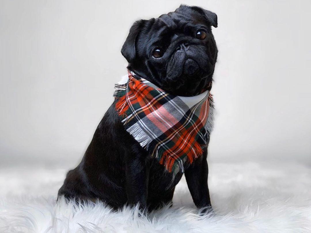 Pet Pooch Boutique 'Scamps' Frayed Tartan Pet Dog Bandana Red/Tan