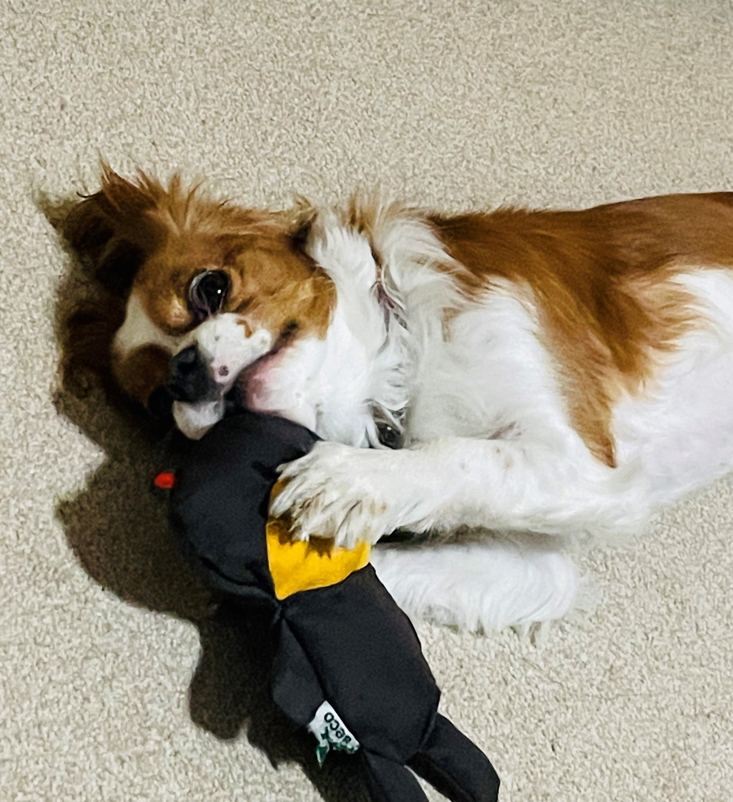 Beco Recycled Soft Toby the Teddy Dog Toy