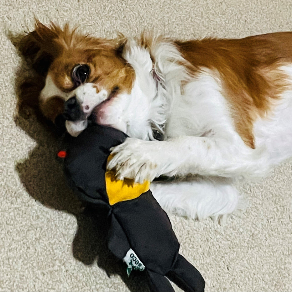 dog laying on carpet playing with soft toy