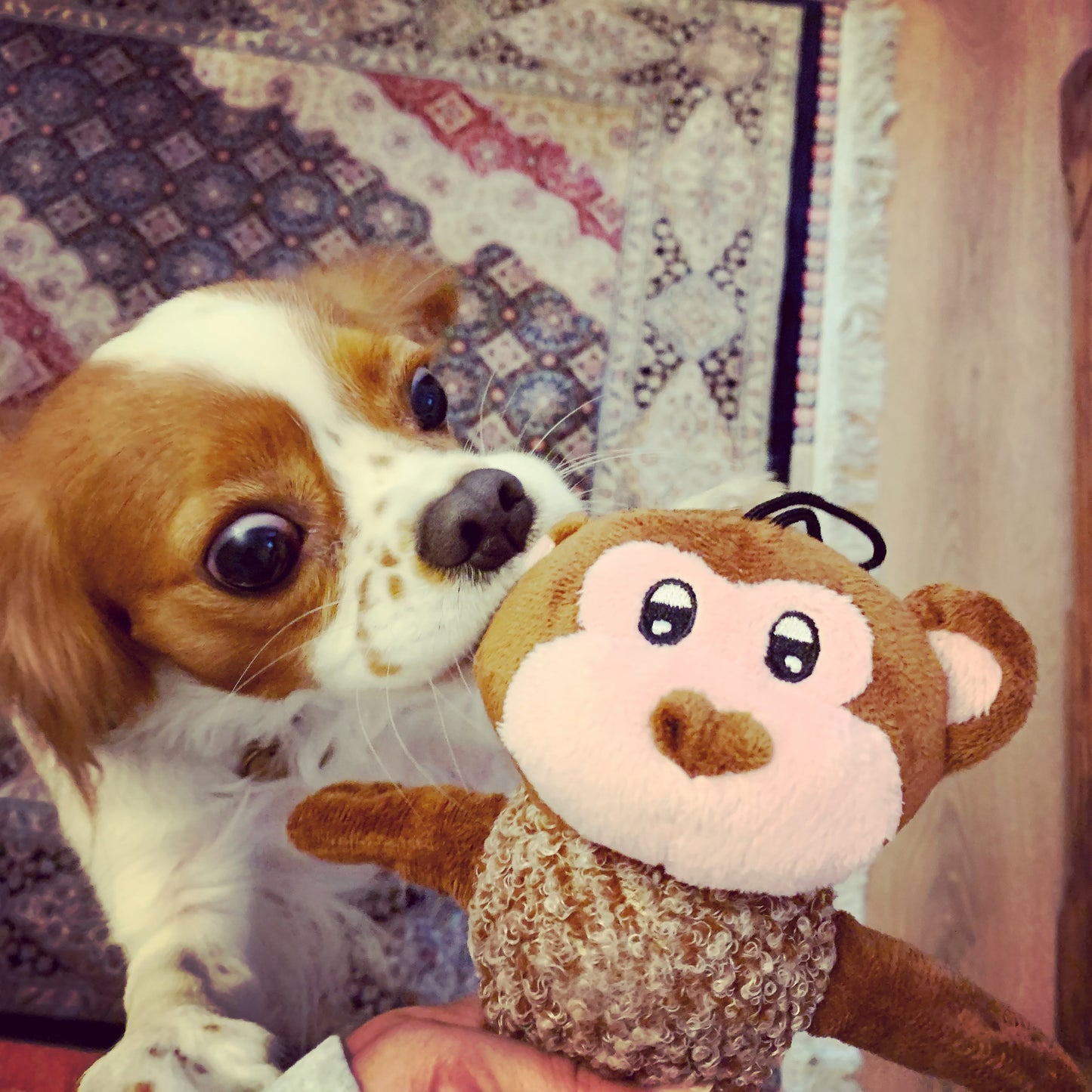 GOR Hugs Family Bunch Dog Toy/Ball
