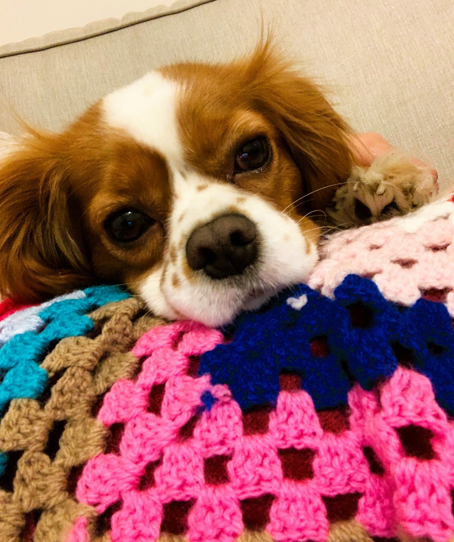 Hand-Made Charity Crochet Puppy Blanket by Tŷ Hafan