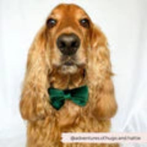 dog wearing green velvet bow tie