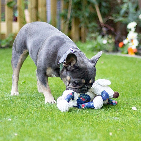 french bulldog playing with soft toy