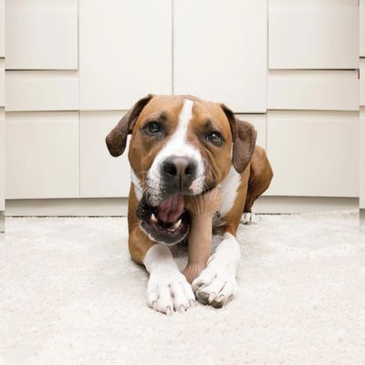 KONG® Chewstix Bone