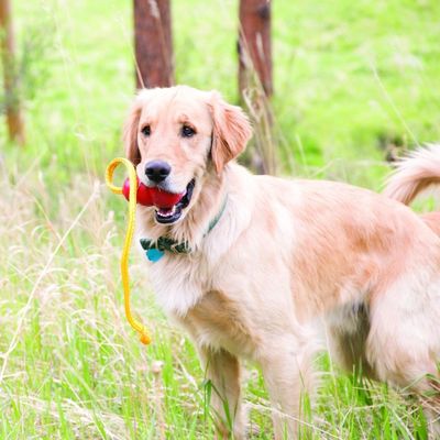 KONG® Classic with Rope Dog Toy