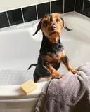 Live Coco Hand Made Dog Soap Neem Oil 80g
