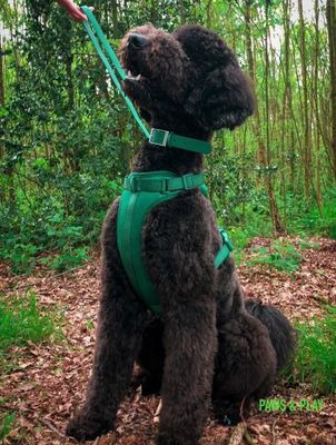Paws & Play Luxury Dog Harness & Lead Set in Arnie Green