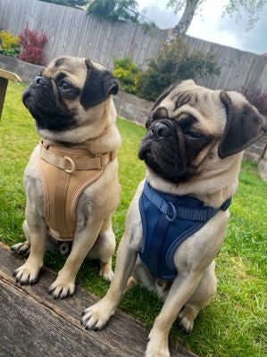 Paws & Play Luxury Dog Harness & Lead Set in Scout Blue