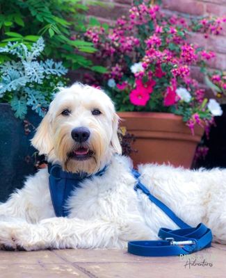 Paws & Play Luxury Dog Harness & Lead Set in Scout Blue