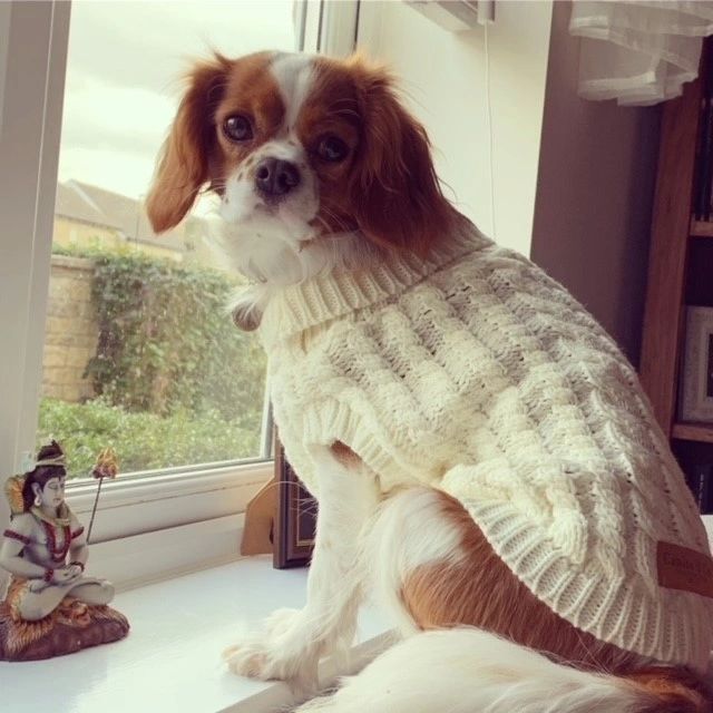 Canine & Co Dog Outfitters Cable Knit Oatmeal Cream Jumper
