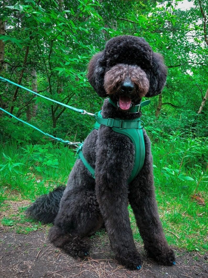 Paws & Play Luxury Dog Harness & Lead Set in Arnie Green