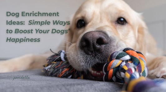 Dog Enrichment Ideas: Simple Ways to Boost Your Dog’s Happiness Every Day