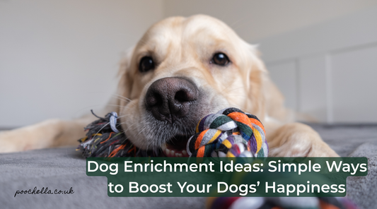 labrador playing with dog enrichment toy