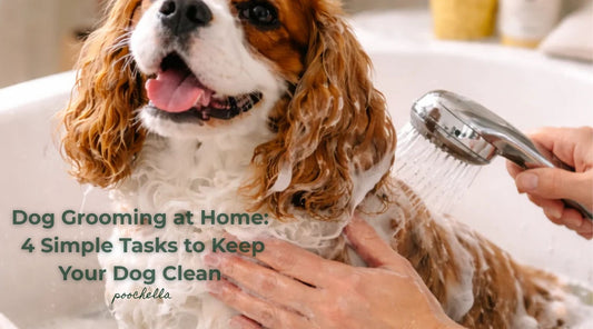 Dog Grooming at Home: 4 Simple Tasks to Keep Your Dog Clean & Healthy