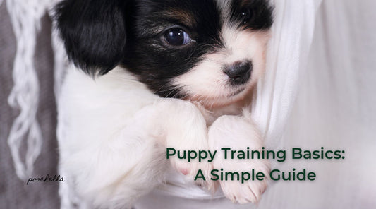 cute black and white puppy curled up in white bedding
