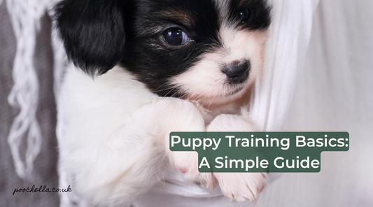 Puppy Training Guide: How to Train Your Puppy the Right Way