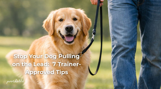 How to Stop Your Dog Pulling on the Lead: 7 Trainer-Approved Tips