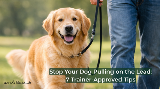 golden labrador having dog lead training 