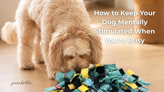 cavapoo sniffing a green and yellow snuffle mat