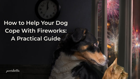 Dog anxiously looking out of the window at fireworks