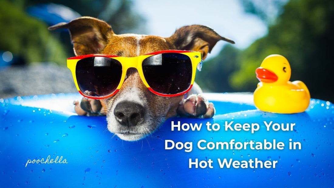 Jack Russell Dog wearing sunglasses sitting on a blue lilo