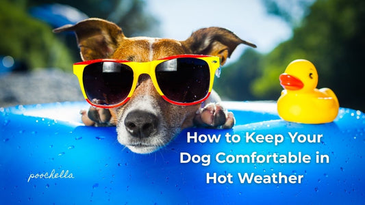 Jack Russell Dog wearing sunglasses sitting on a blue lilo