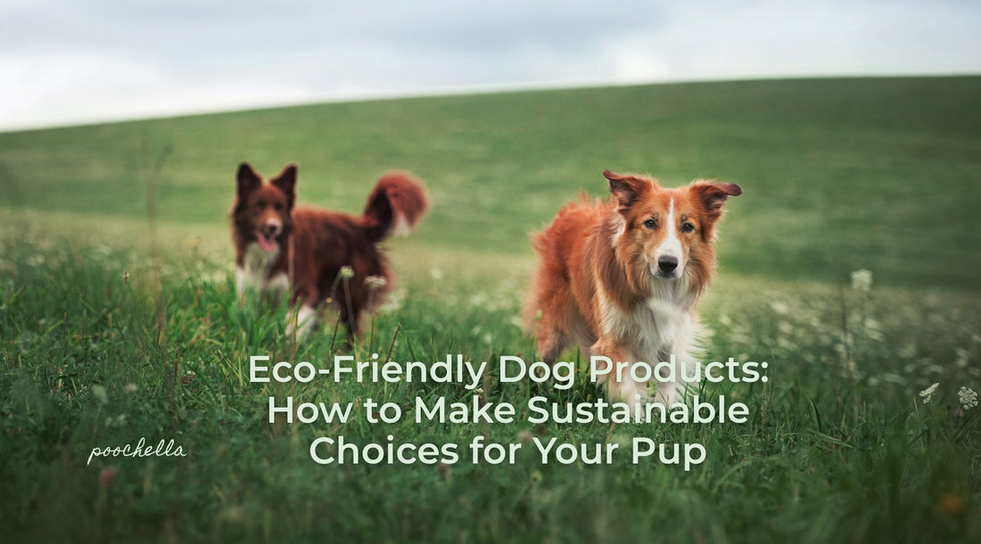 Eco‑Friendly Dog Products: How to Make Sustainable Choices for Your Pup