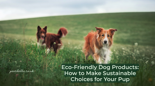 border collie dog in a green field eco-friendly dog products
