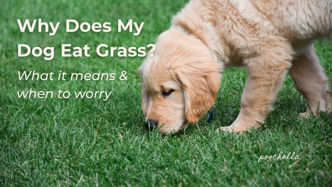 dog sniffing fresh green grass