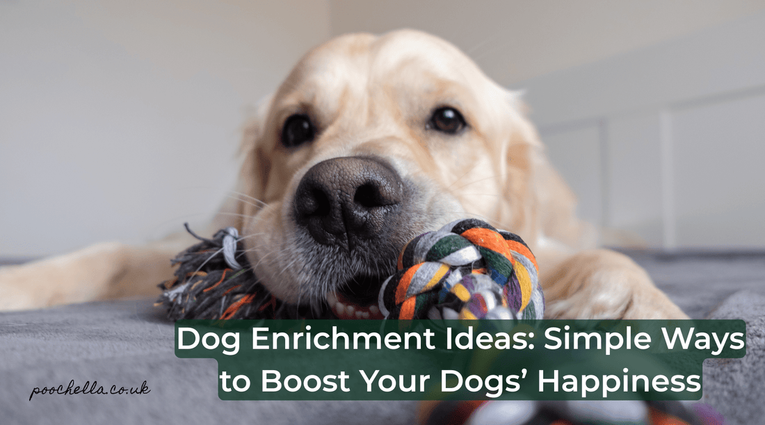 Dog Enrichment Ideas: Simple Ways to Boost Your Dog’s Happiness Every Day - Poochella®