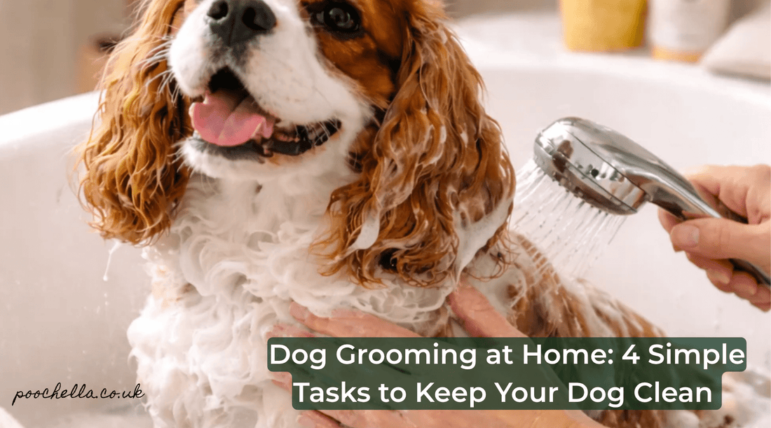 Dog Grooming at Home: 4 Simple Tasks to Keep Your Dog Clean & Healthy - Poochella®