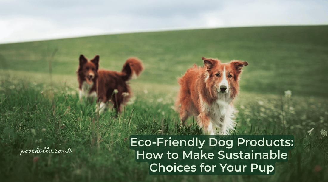 Eco‑Friendly Dog Products: How to Make Sustainable Choices for Your Pup - Poochella®