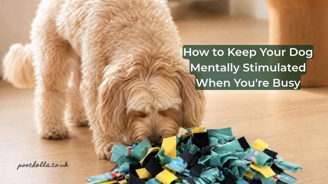 How to Keep Your Dog Mentally Stimulated When You're Busy - Poochella®