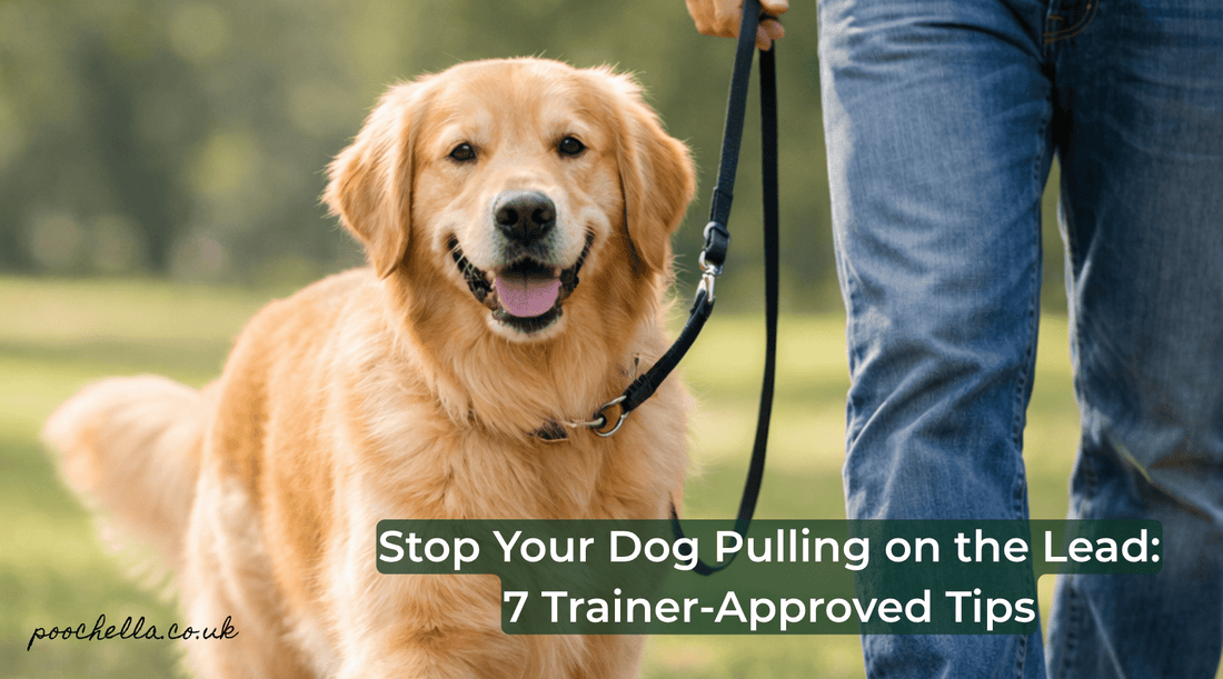 How to Stop Your Dog Pulling on the Lead: 7 Trainer-Approved Tips - Poochella®