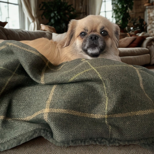 Small dog peeking out from under a green plaid blanket in a cozy living room.