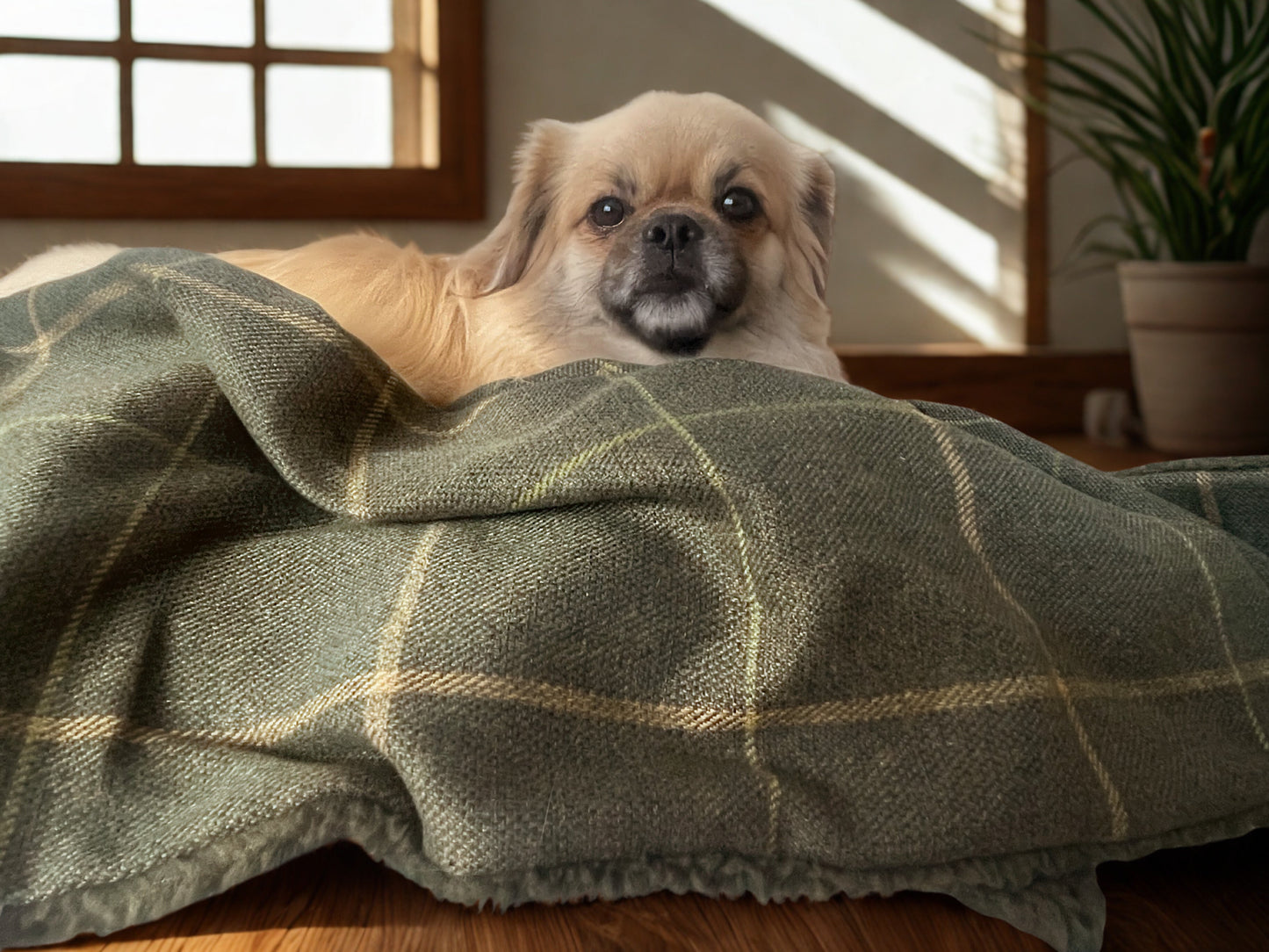 Arlo Forest Green Reversible Lambswool Sherpa Handmade Dog Blanket | The Artisan Dog Company