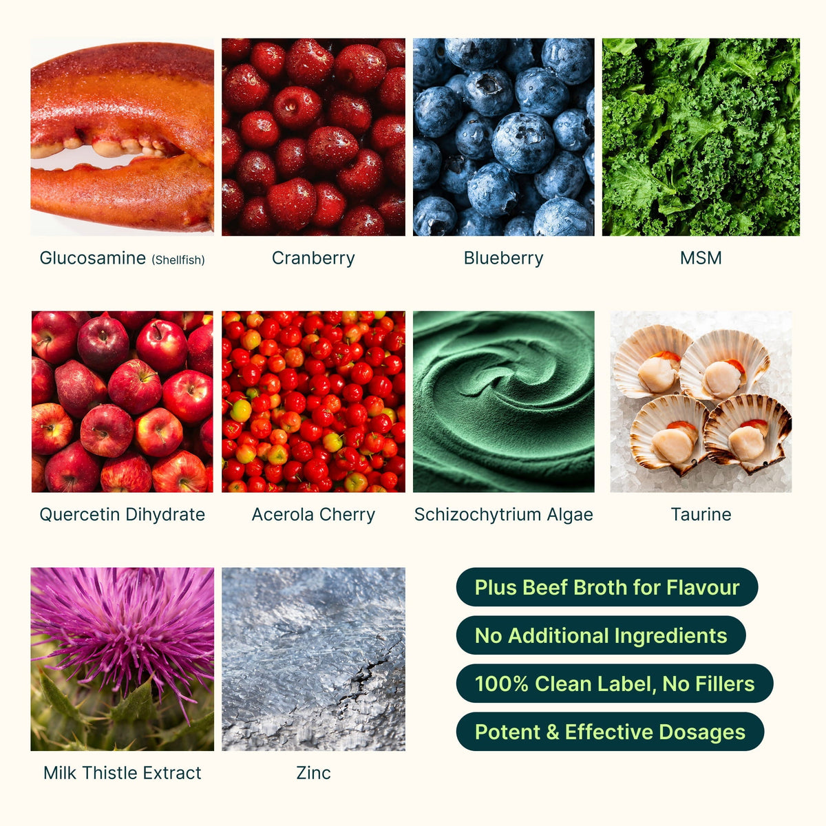 An ingredient infographic for a supplement, showing labeled close-up photos of shellfish, cranberries, blueberries, green powder, red apples, cherries, algae, scallops, milk thistle, and zinc, alongside green text badges about flavor and clean labeling.