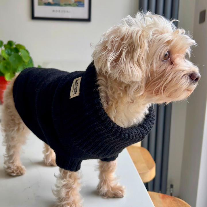 Small dog wearing a black sweater indoors with a plant and window in the background