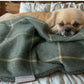 Dog under a green check tartan blanket on a bed