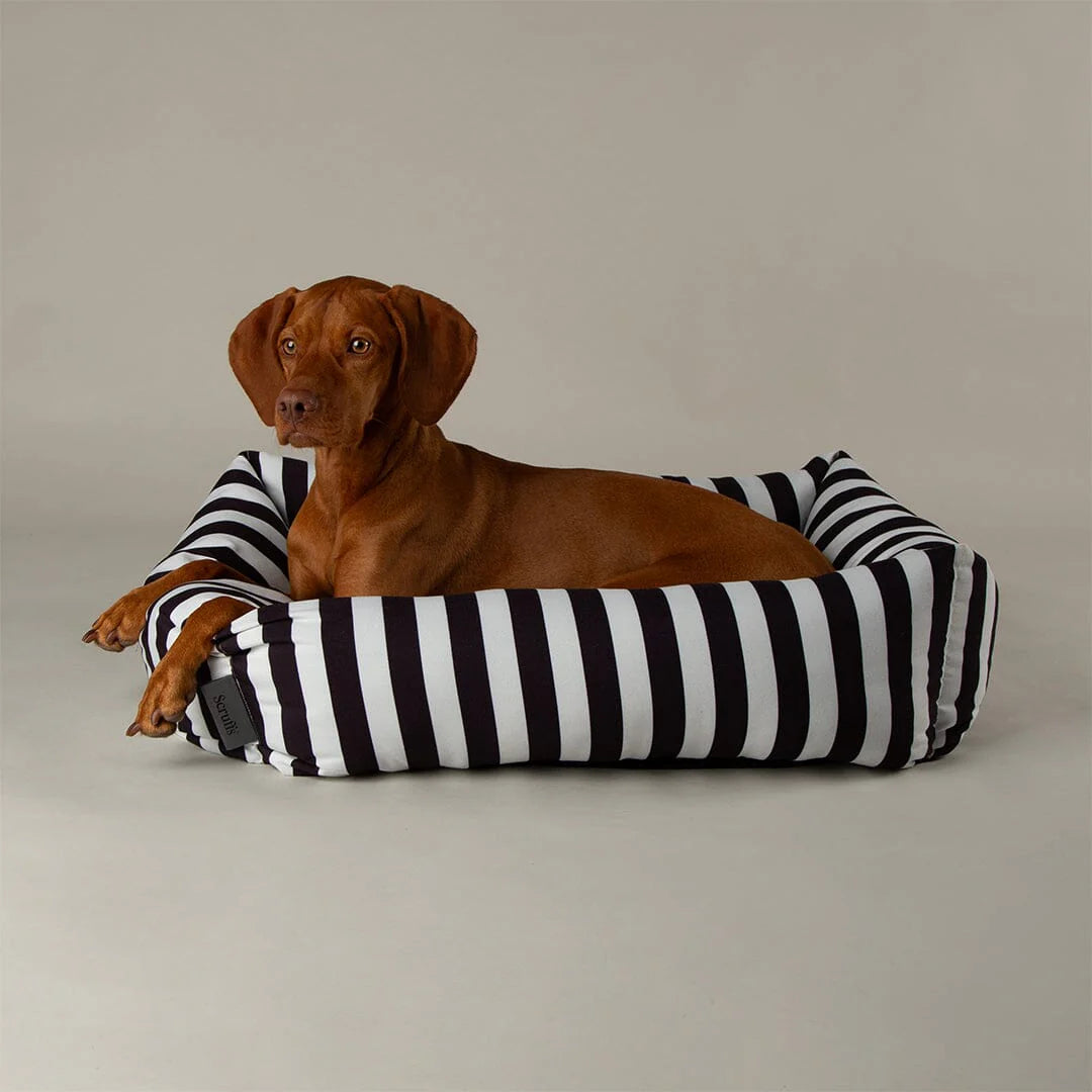 Dog lying on a black and white striped dog bed against a plain background