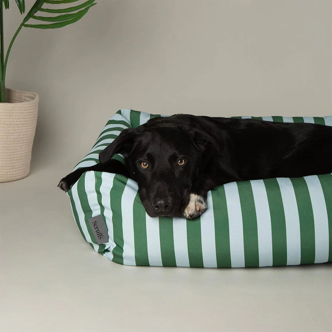 Black dog lying on a green and white striped pet bed with a plant in the background.