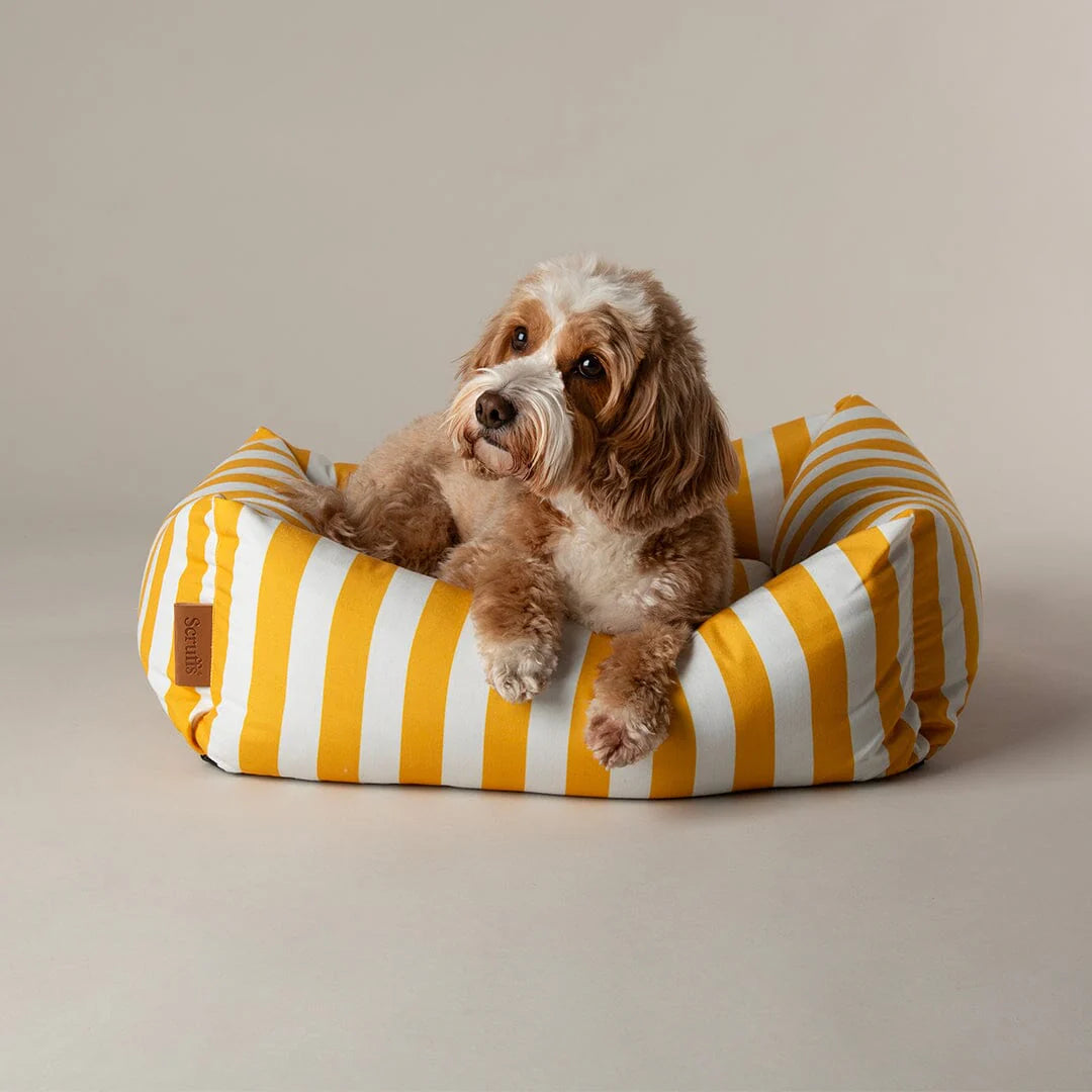 Dog lying on a yellow and white striped pet bed against a plain background