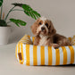 Dog lying on a yellow and white scruffs striped pet bed with a plant in the background