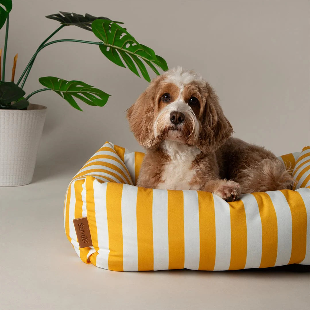 Dog lying on a yellow and white scruffs striped pet bed with a plant in the background