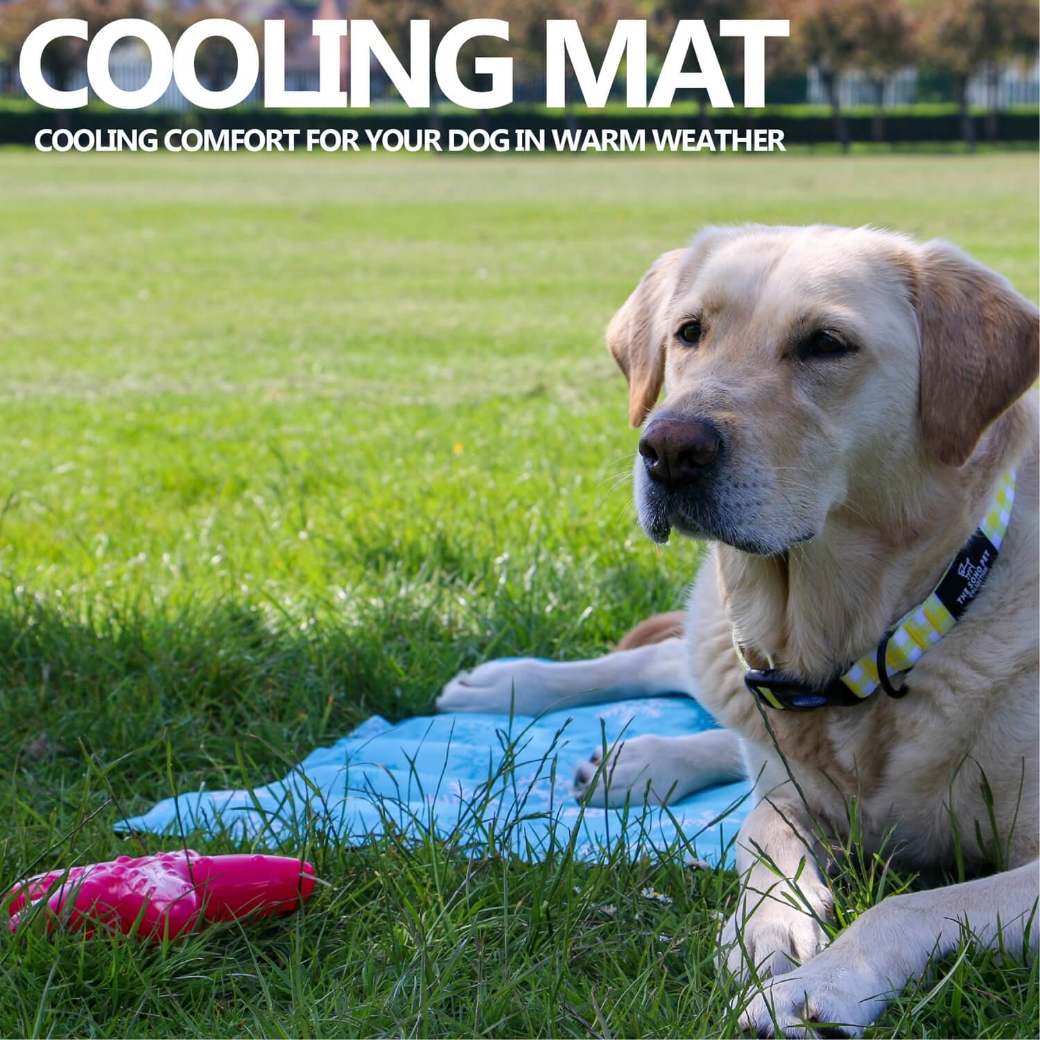 Cooling gel best sale dog collar