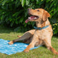 Dog sitting on a blue cooling mat in a grassy area with greenery.