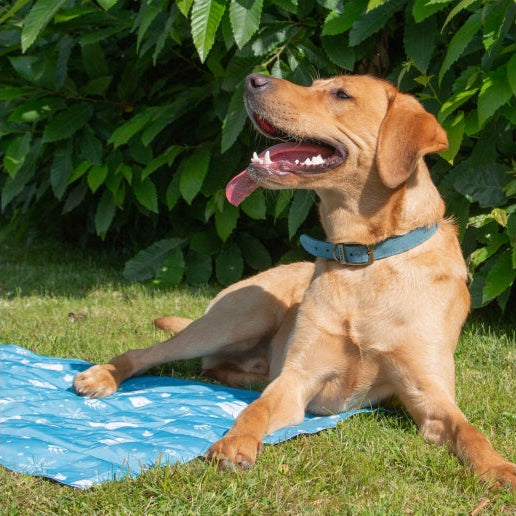 Dog sitting on a blue cooling mat in a grassy area with greenery.